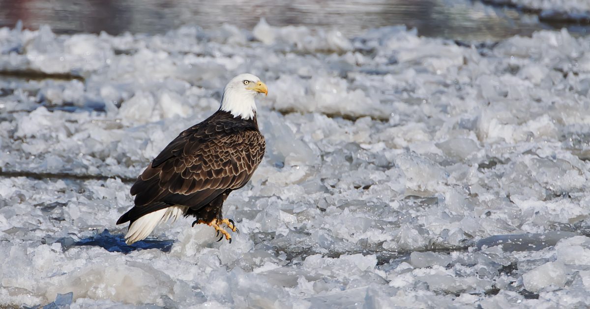 In Search of Eagles — McHenry County Living